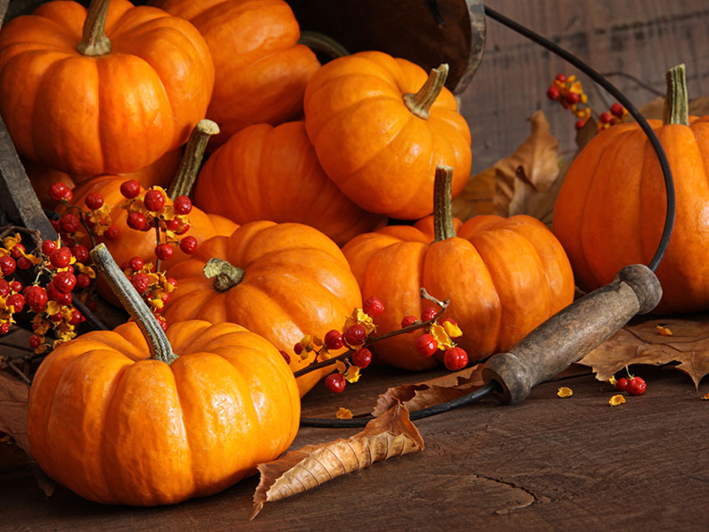 5 Pumpkin Ideas for Fall